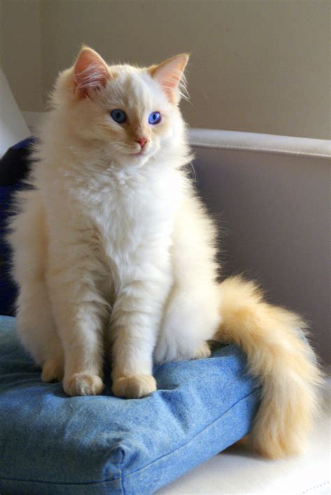 flame tipped ragdoll